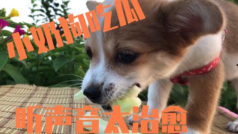 娱乐圈吃瓜小狗是谁啊